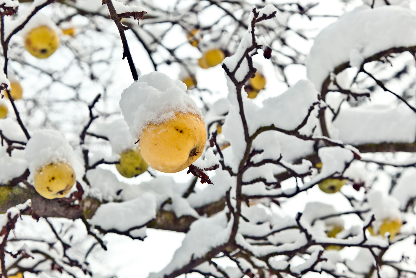 ripe apples are hanging on a branch covered with first snow
