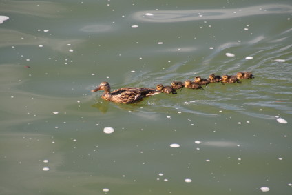 Family of ducks swimming