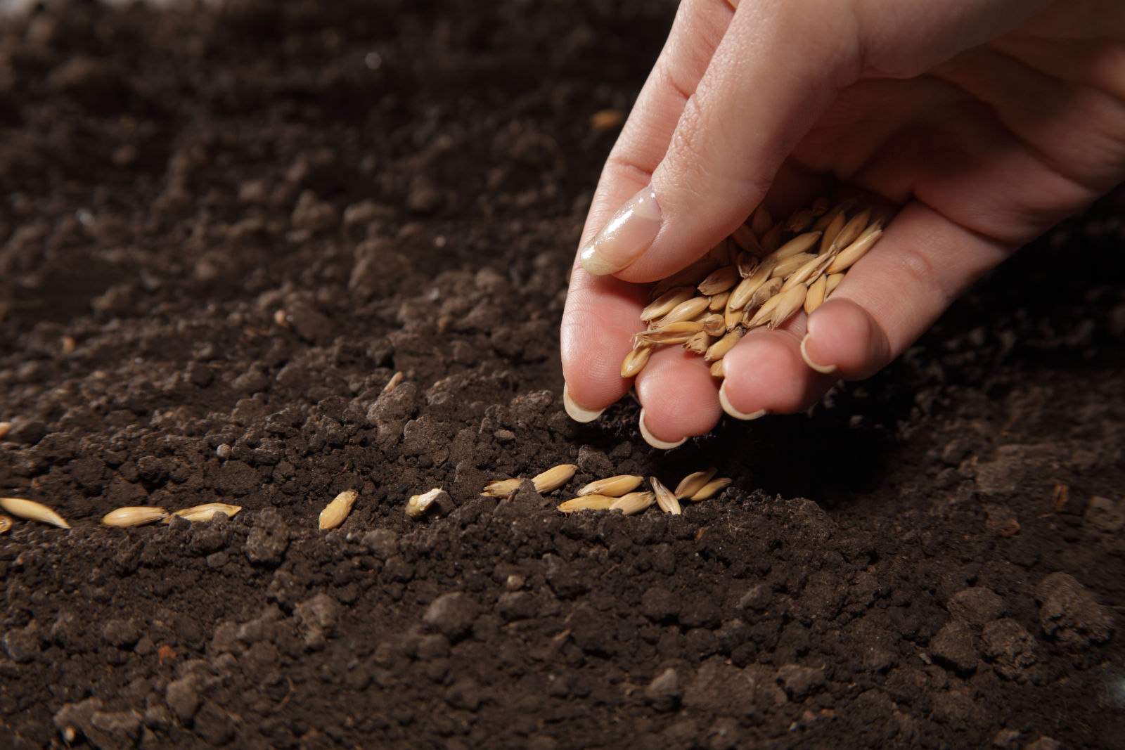 Man's hand sowing wheat