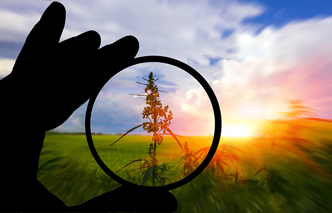 Cannabis field at sunset