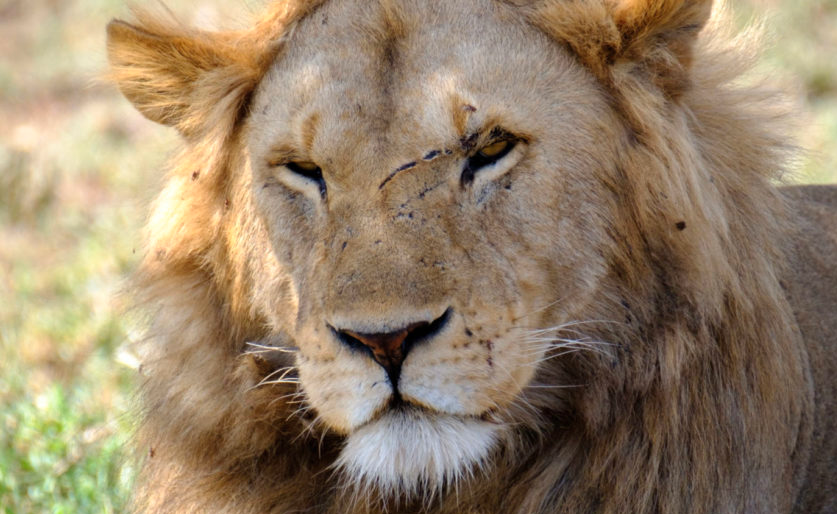 Male-Lion-at-rest-portrait-Serengeti-2017-Telberg-Photo crop